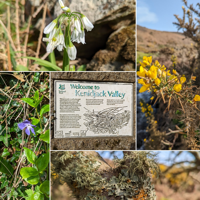 Welcome to Kenidjack Valley sign, gorse (Ulex sp), Allium triquetrium, Lichen and Periwinkle (Vinca minor)