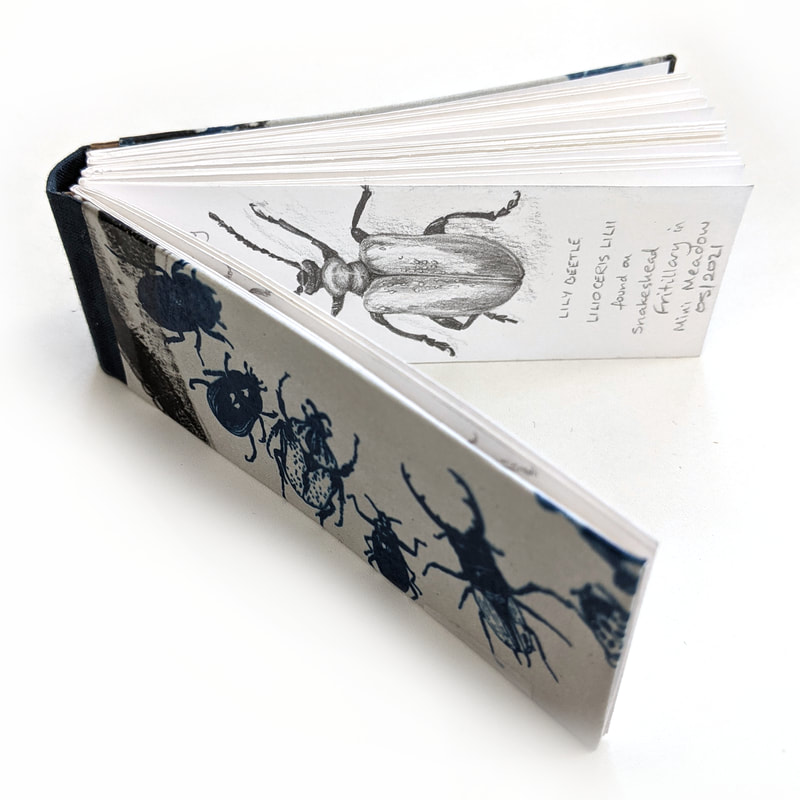 Beetle Sketchbook - Lily Beetle