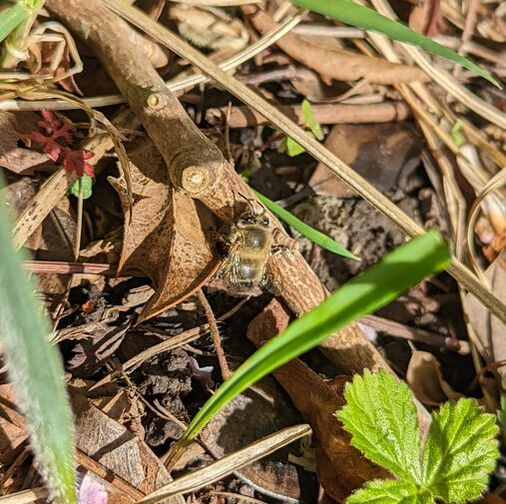 Male Hairy Footed Flower Bee flying amongst the leaf litter near the Primroses