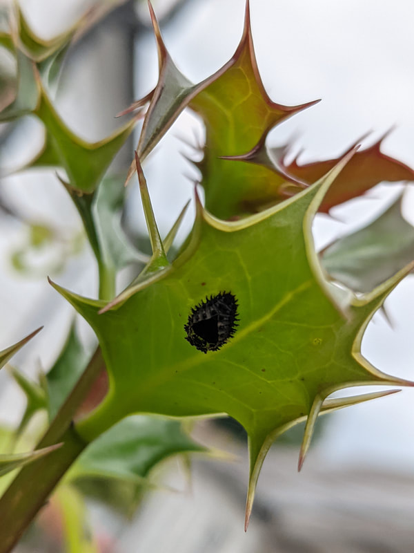 larva case on holly bush with blackfly aphids