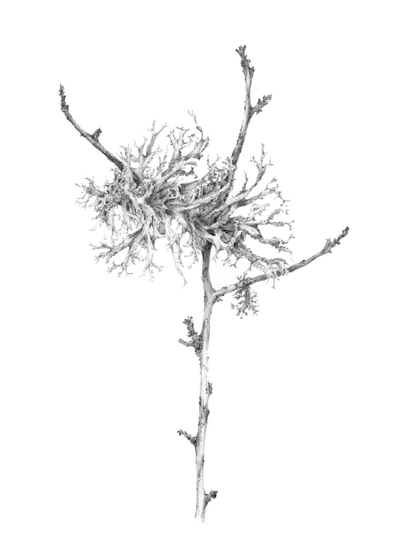 Lichen on Birch v