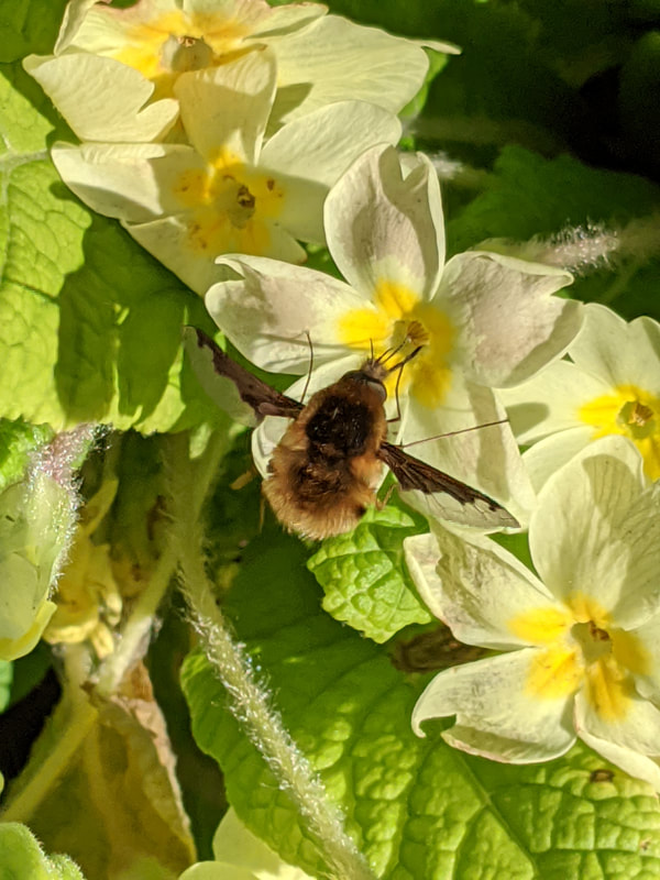 Bee Fly on Primrose