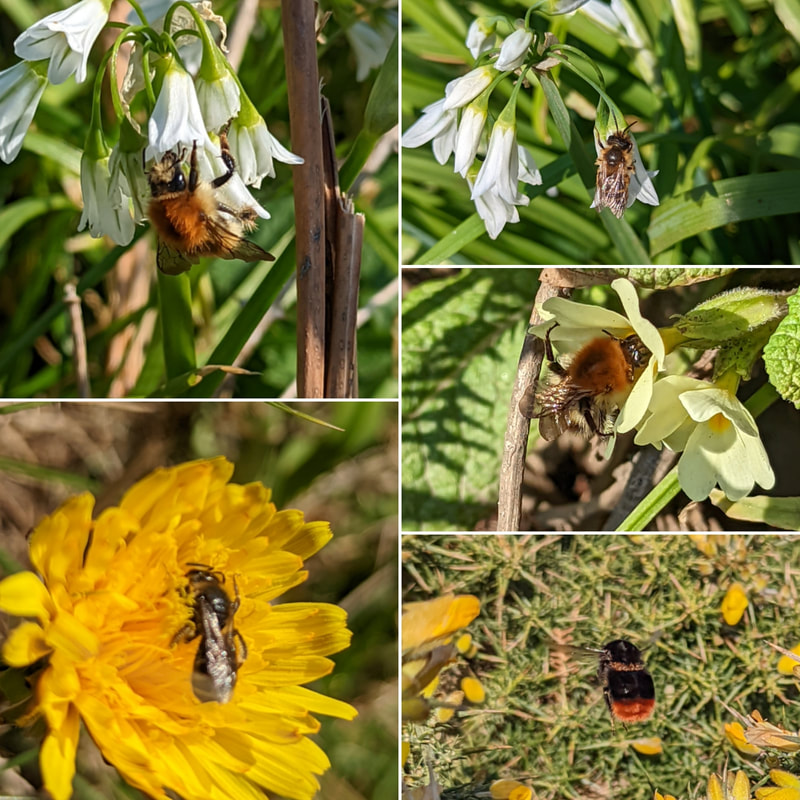 Clockwise from top left: Carder Bee (Bombus pascuorum) on Allium triquetrium, Solitary Bee (?) Carder Bee on Primrose (Primula vulgaris), Red-tailed Bumblebee (Bombus lapidarius) on Gorse (Ulex sp), Solitary Bee on Dandelion (Taraxacum  officinale)