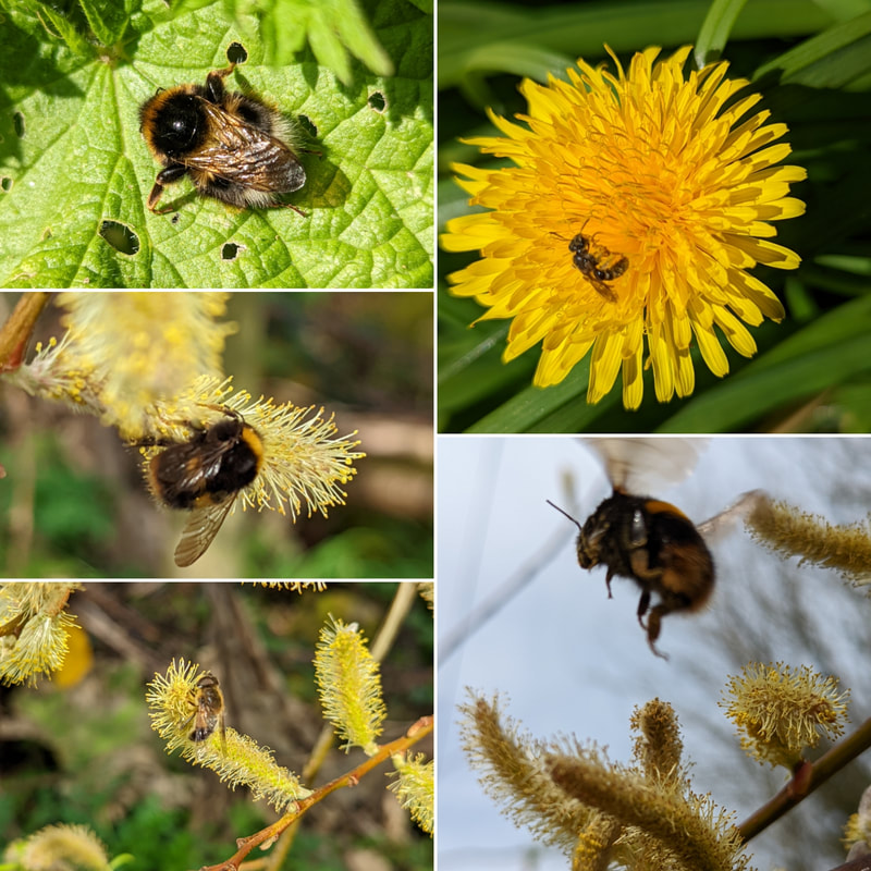 Clockwise from top left: possibly a Garden or Heath Bumblebee resting on a Nettle leaf, Solitary Bee (?), Buff-tailed Bumblebee (Bombus terestris) on Salix, Hoverfly?, Early Bumblebee (Bombus pratorum)