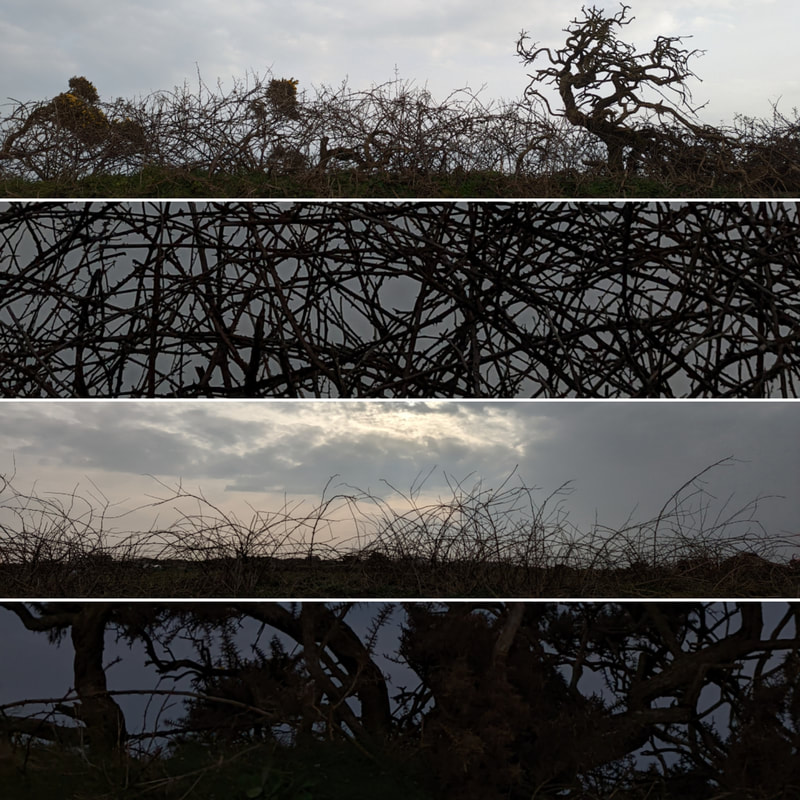 sillhouette of cornish hedges against the sky