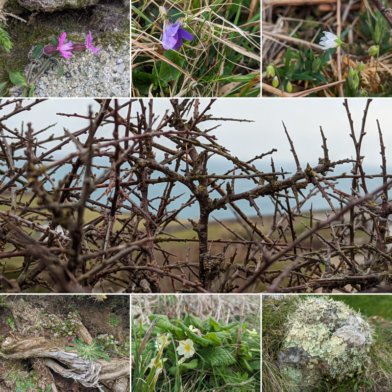 Flowers in cornish hedges - Ragged Robin (Lychnis flos-cuculi), Violet (Viola odorata), unknown white flower, Blackthorn (Prunus spinosa), Lichen on rock, Primrose (Primula vulgaris), various flowers and roots amongst the wall