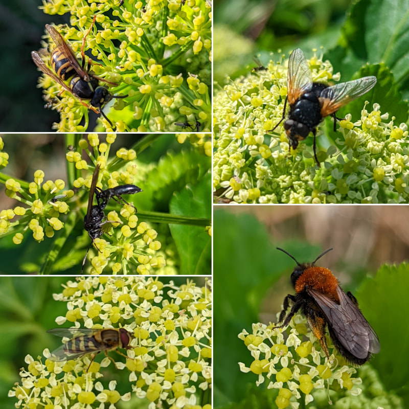 Clockwise top left: Social Wasp (Vespula rupa), Noon Fly (Mesembrina meridiana), Solitary Bee (Andrena thoracica), Hoverfly (Syrphus ?), Parasitic Wasp (?)