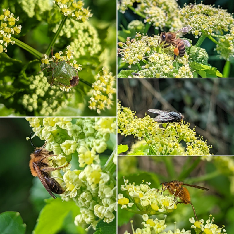 Clockwise top left: Shieldbug (Palomena prasina ?), Honeybee (Apis mellifera), Fly, Yellow Dung Fly ( Scathophaga stercoraria), Solitary Bee (Andrena ?)