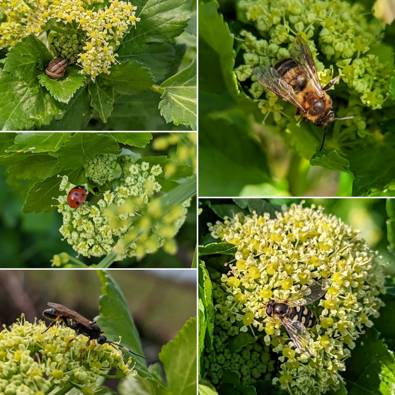 Clockwise top left: Snail, Solitary Bee (Andrena or Colletes?), Hoverfly (Syrphus ?), Parasitic Wasp, 7 Spot Ladybird (Coccinella septempunctata)