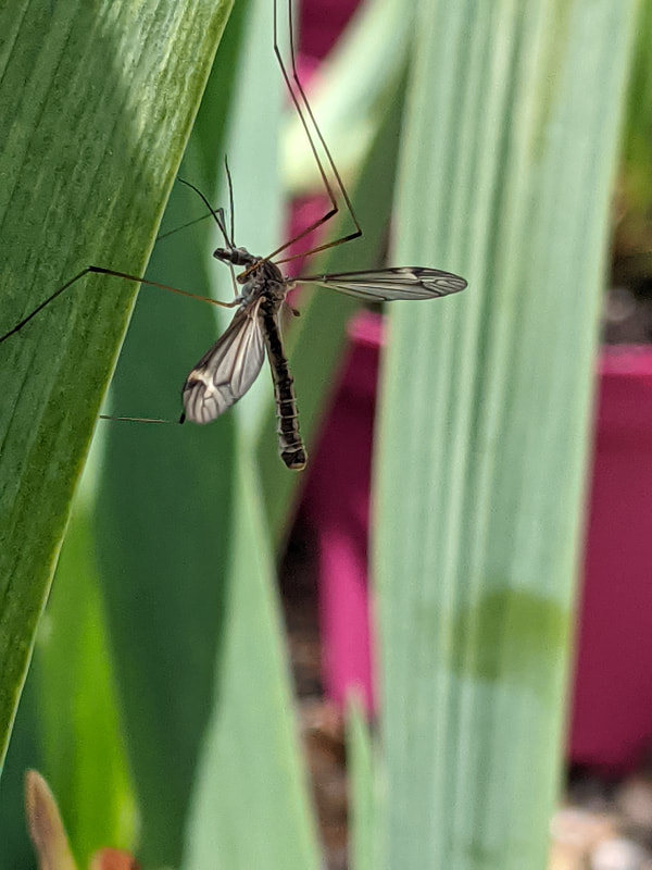 Crane Fly at Merriments Garden Centre, Hurst Green