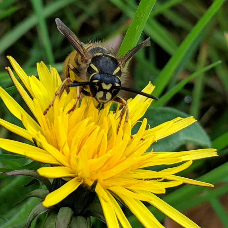 Dandelion and Wasp