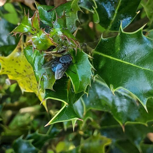 Bluebottle Calliphora vomitoria eating honeydew from aphids on holly