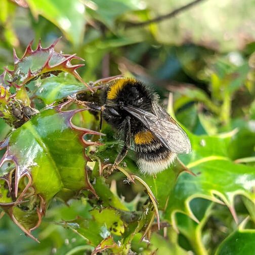 Buff tailed bumblebee feeding on honeydew from blackfly on holly bush