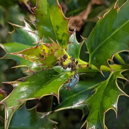 Beetle Malachius bipustulatus with aphids on holly bush