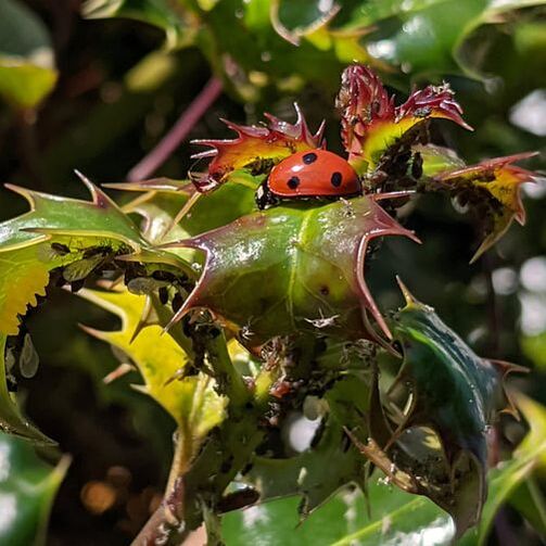 Ladybird eating aphids on holly bush
