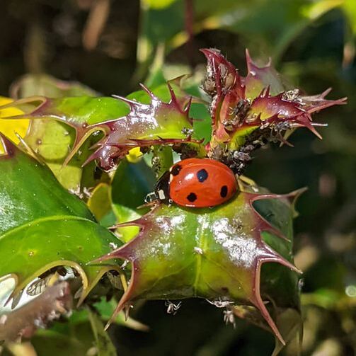 Ladybird eating aphids on holly bush