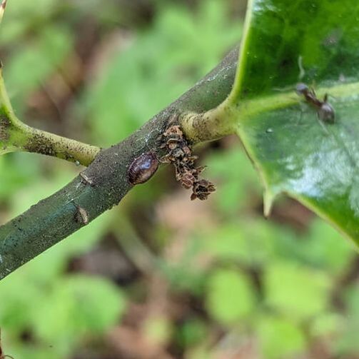 larva on holly bush with blackfly aphids