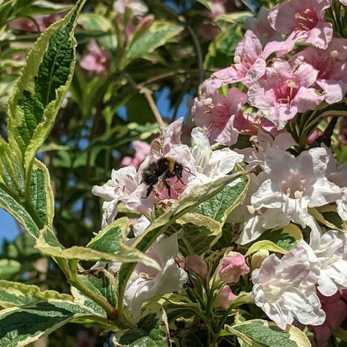 unknown bee on Weigela florida variegata