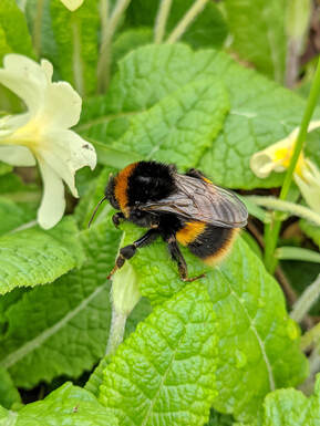 Buff Tailed Bumblebee queen on PrimrosePicture