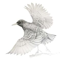 Starling drawing