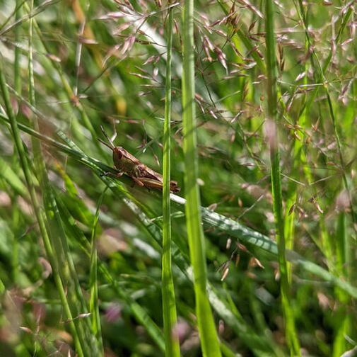 Meadow grasshopper, Pseudochorthippus parallelus ?