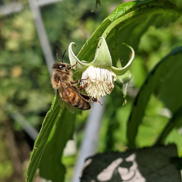 Honey bee pollinating raspberry