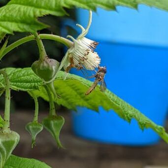 Hoverfly pollinating raspberry