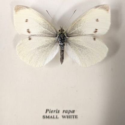 Pieris rapae (Small White) butterfly specimen from an inherited collection box