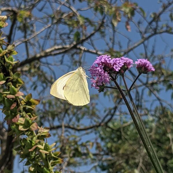 Large Cabbage White Butterfly, Pieris brassicae