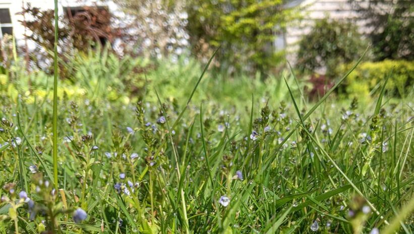 Speedwell in Lawn during no mow may