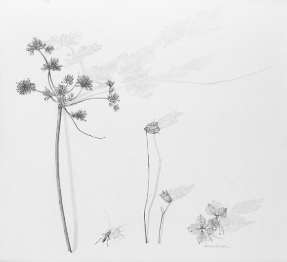 Louisa Crispin From The Collection Grass Grasshopper Bellflower Hydrangea