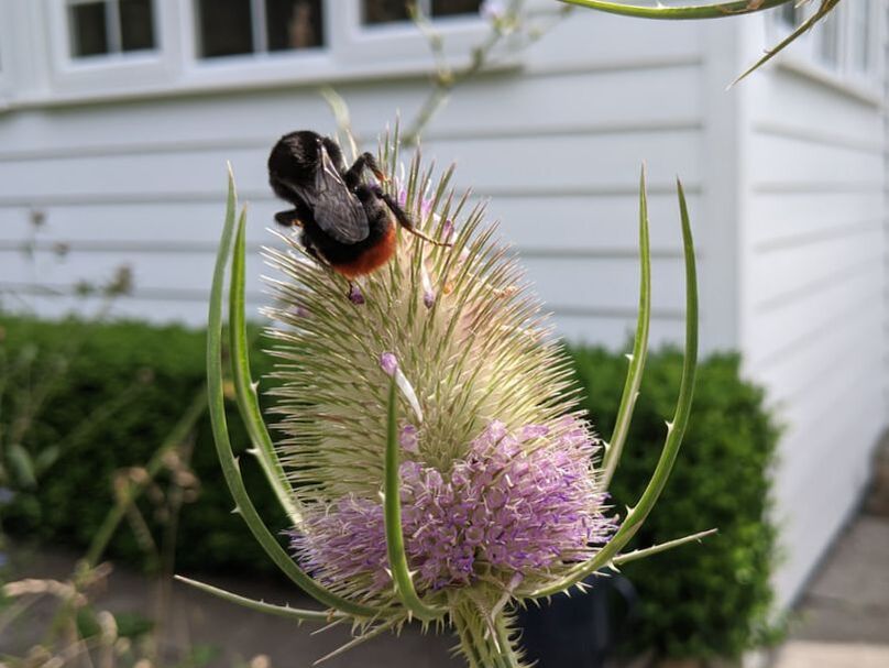 Freshly emerged Red Tailed Bumble Bee queen on Teasel