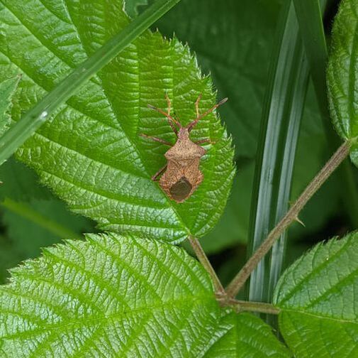 Adult shieldbug on Bramble (village pond Hawkhurst)
