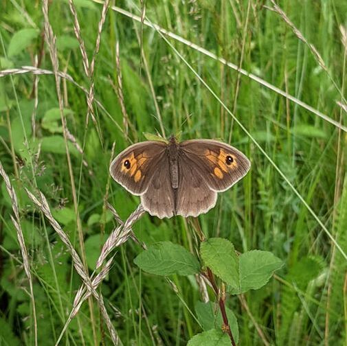 Meadow brown butterfly, Maniola jurtina