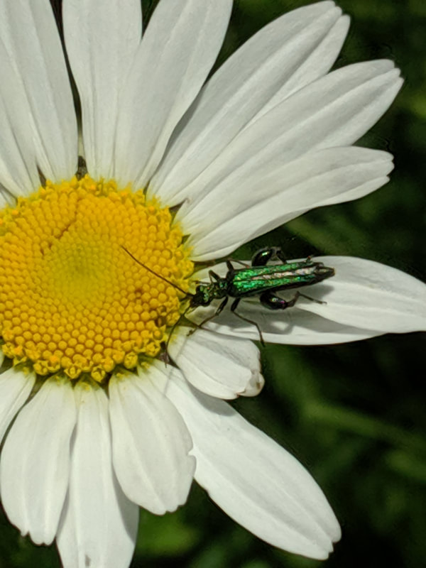 Thick Legged Flower Beetle (Oedemera nobilis) on Oxeye Daisy