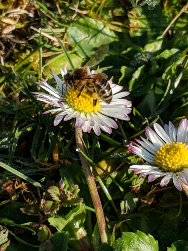 Honey Bee on lawn Daisy