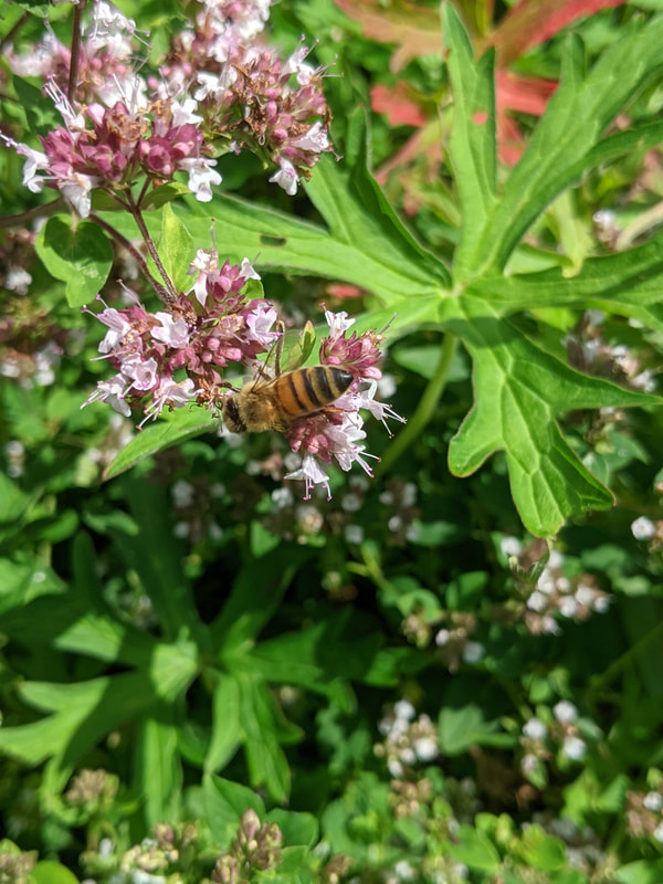 Honey Bee on early flowering evergreen shrub
