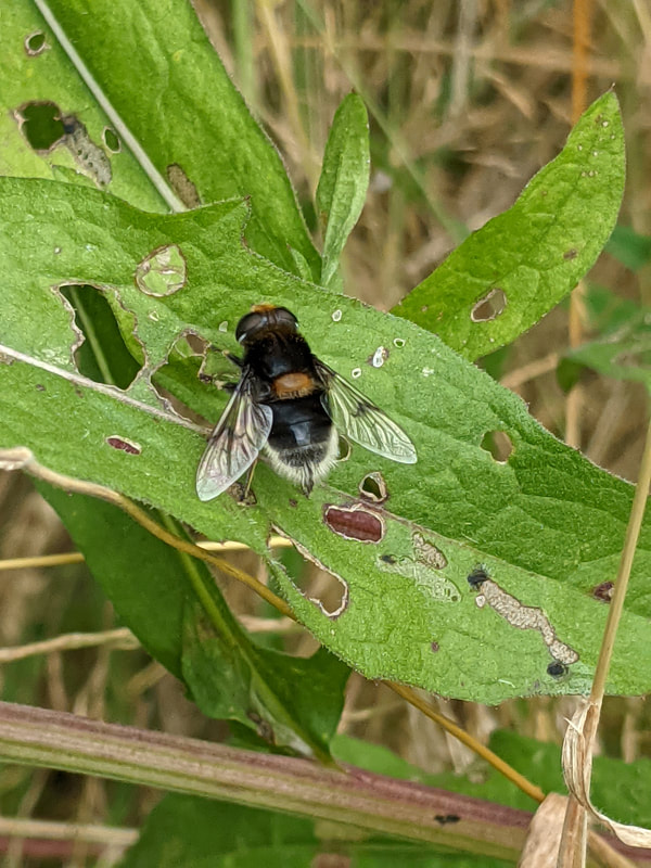 Bee mimic hoverfly