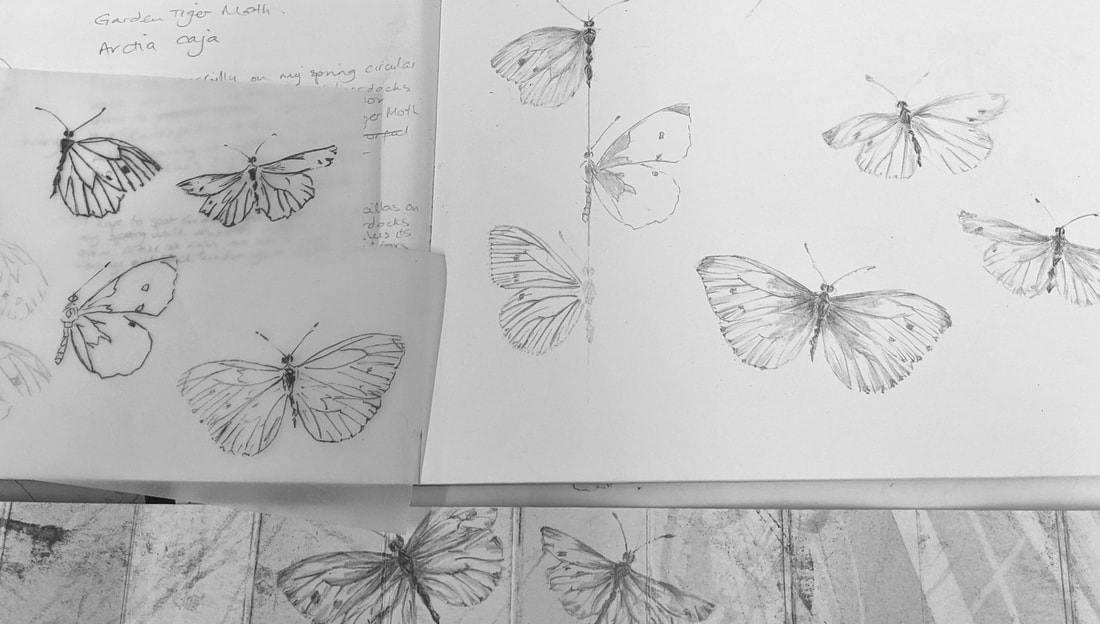 Sample sketches of Pieris rapae (Small White) in graphite pencil and fineliner highlighting the structure of hte butterfly wings