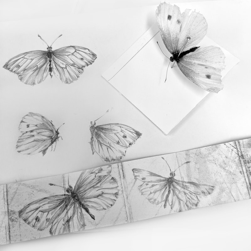Closeup of the sketches of a Pieris rapae (Small White) butterfly in graphite. Pinned specimen also shown