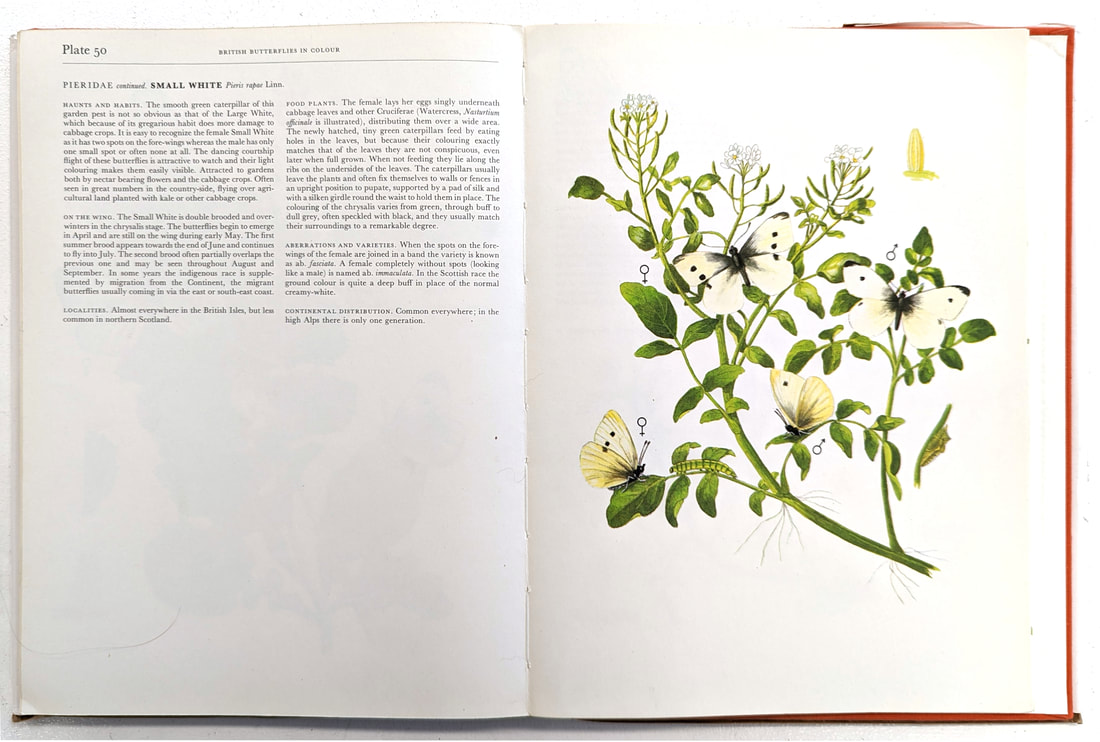 Pieris rapae (Small White) page of The Complete British Butterflies in Colour featuring an illustration of 4 butterflies, caterpillar and larvae on the foodplant