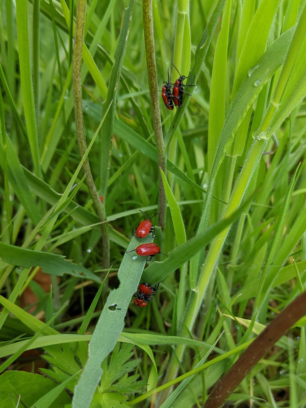 Lily Beetle mating