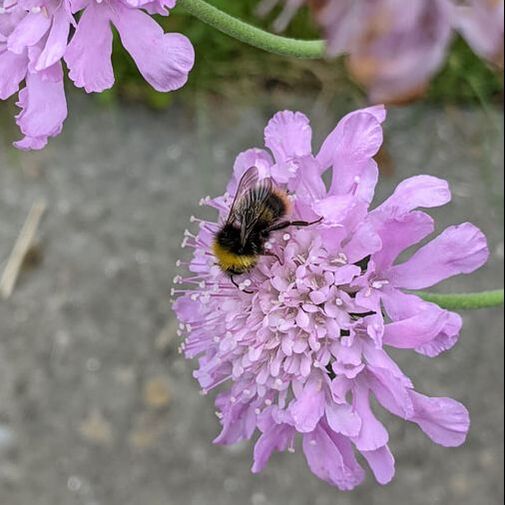 Early Bumblebee on Scabious