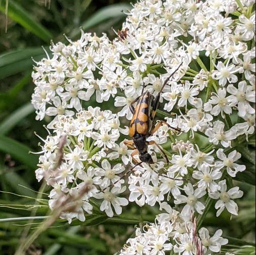 Spotted Longhorn Beetle, Rutpela maculata