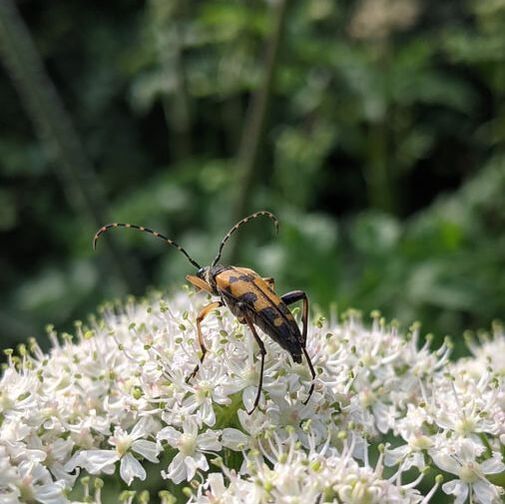 Spotted Longhorn Beetle, Rutpela maculata