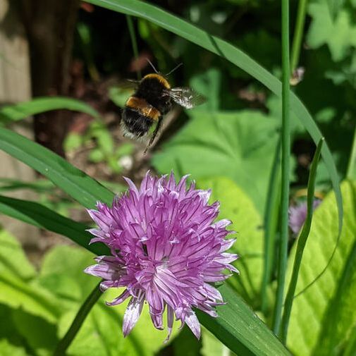 Worker Buff-tailed Bumblebee ? (Bombus terrestris) with chives