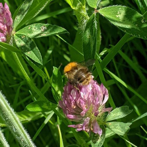 Worker Carder Bee (Bombus pascuorum) on Red Clover 