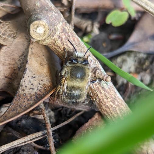 Male Hairy Footed Flower Bee flying amongst the leaf litter near the Primroses