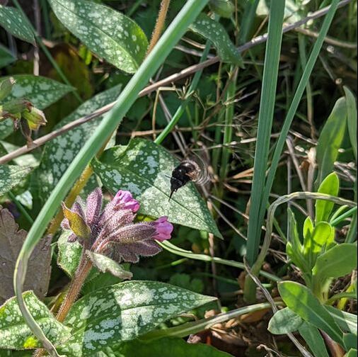 Female Hairy Footed Flower Bee flying amongst the Pulmonaria near the Box topiary