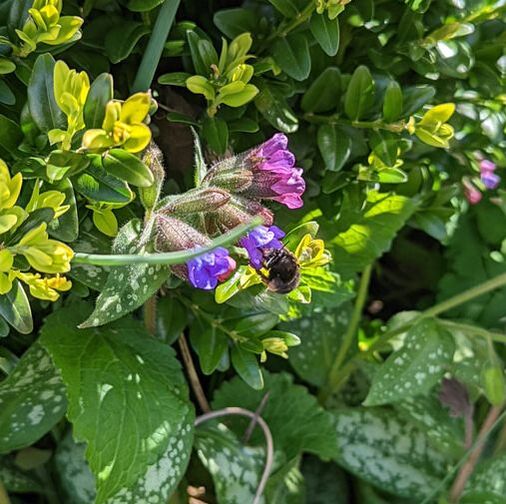 Female Hairy Footed Flower Bee flying amongst the Pulmonaria near the box topiary